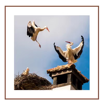 《白鹳——世纪之爱》文：神马（深圳）长城总社【世界诗人名人展】（10762）（图3）