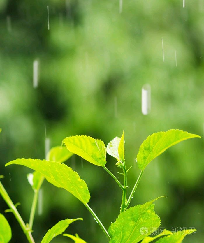 陈兵朗诵【我喜欢海南下雨的时候】作者/王全新（图9）