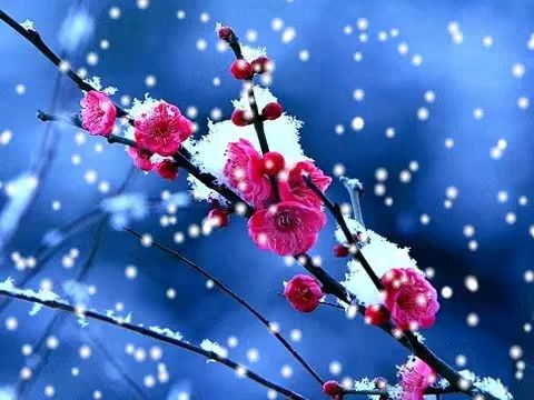 五律.咏梅 卓顺贵（图3）