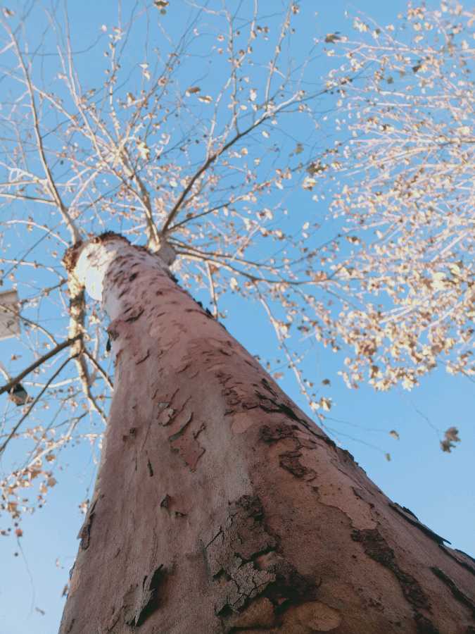 *冬 日 吟*作者：吴卫东〔北京〕【冰心文化传媒】主编冰心（图9）
