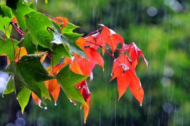 《秋雨如烟》作者/陈正清 主播/馨园小主 主编/胡琴(图2)