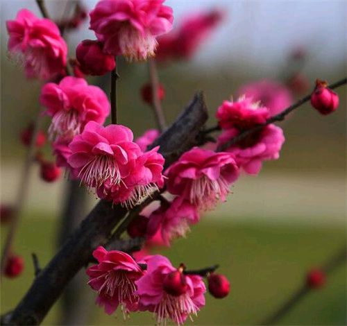 【荣耀中国】唐增虎老师诗词欣赏（图4）