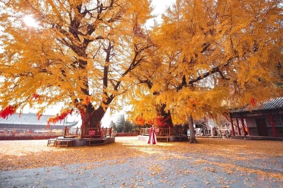 【荣耀中国】朱江萍老师精品名言名句欣赏（图2）
