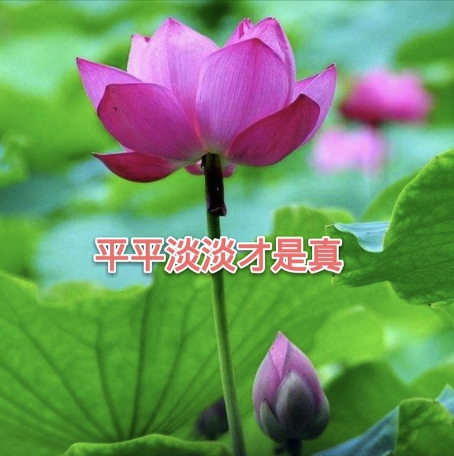 金子朗诵《金句》专集之八；收集：金华(李敬党)；编辑：开心快乐【运河之春】(第112期)（图9）
