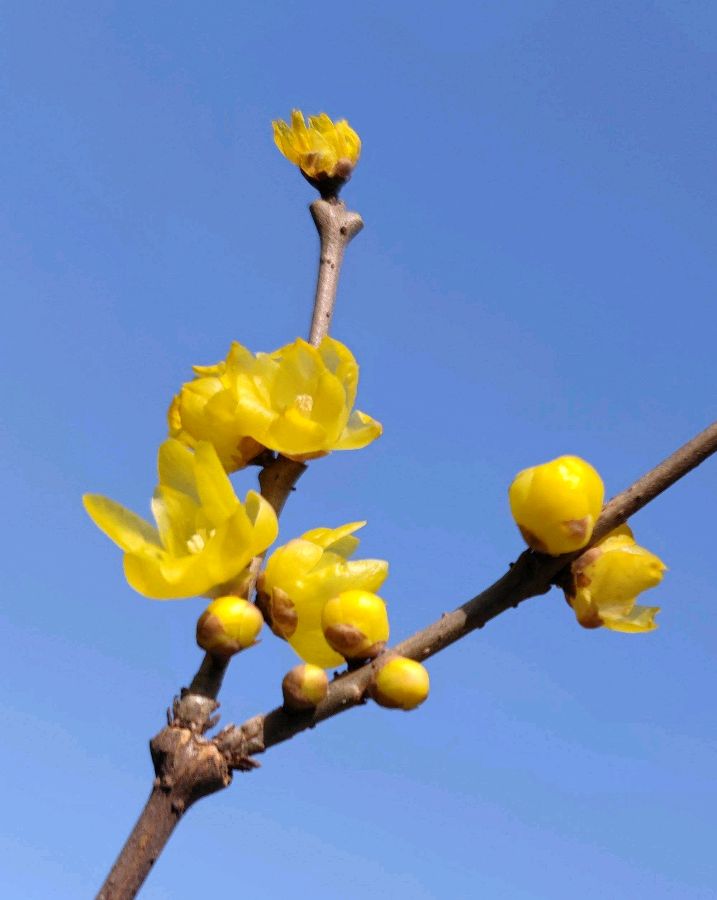 张广新的《七绝•腊梅花》