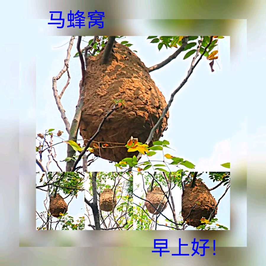 联机全球发布马洪武作品欣赏（图347）