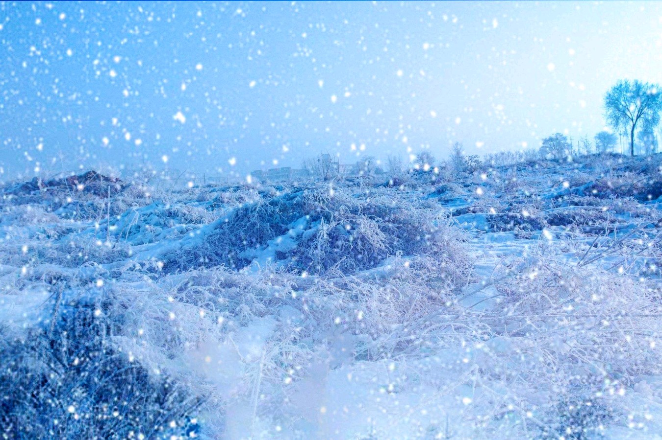 蝶恋花· 大雪(外一首) 作者/ 岩石（图3）