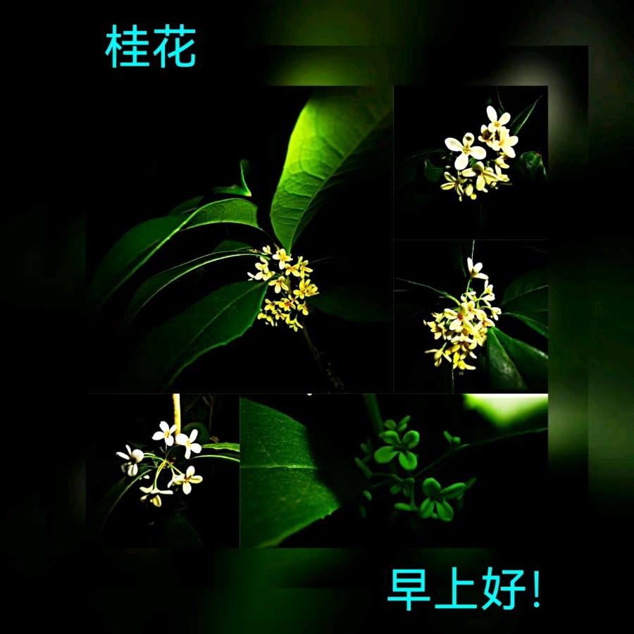 联机全球发布马洪武作品欣赏（图345）