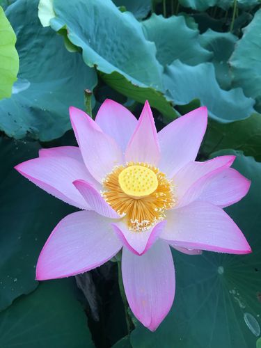 【新山东文学社】《鹧鸪天十二花神》作者/书香 主播/海豚（图5）