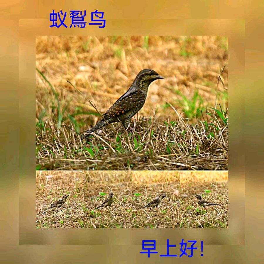 联机全球发布马洪武作品欣赏（图343）