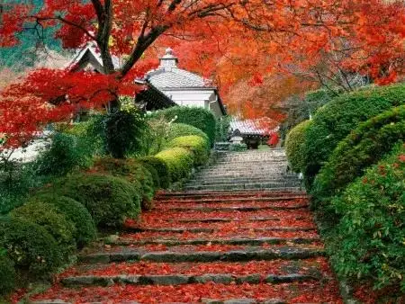 【荣耀中国】画堂春~梅花詞/姜涛(長春)（图6）