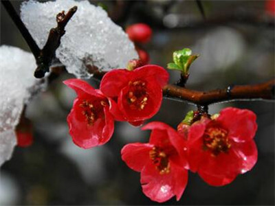 【荣耀中国】七律 .读你梅花文/张良富(江西)（图4）