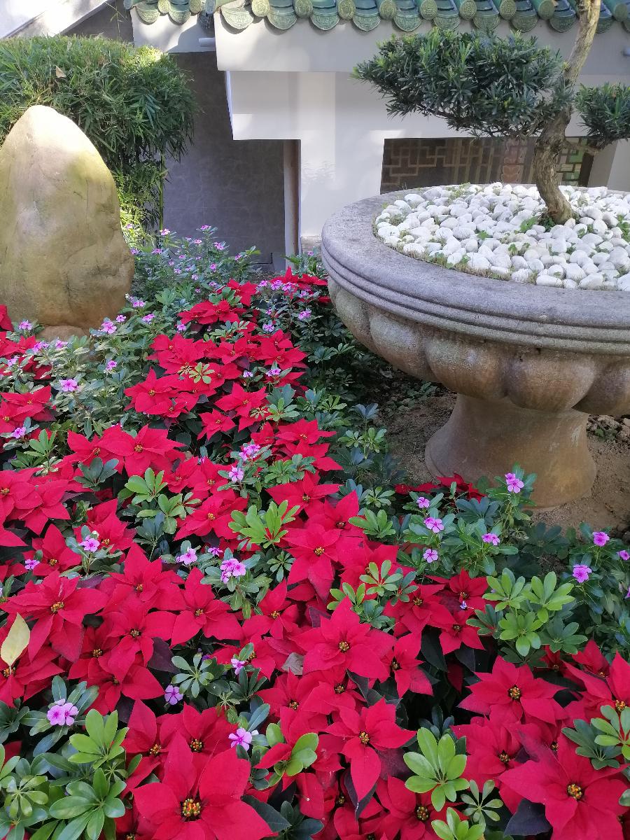 七绝 芳华（三首）文／江冲（图5）