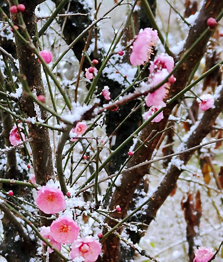 风景“这月”独好——庆祝1.1世界诗歌春晚文化日一周年华诞💐文：诗童江花【世界诗歌研究院】世界诗人名人展（10775）（图3）