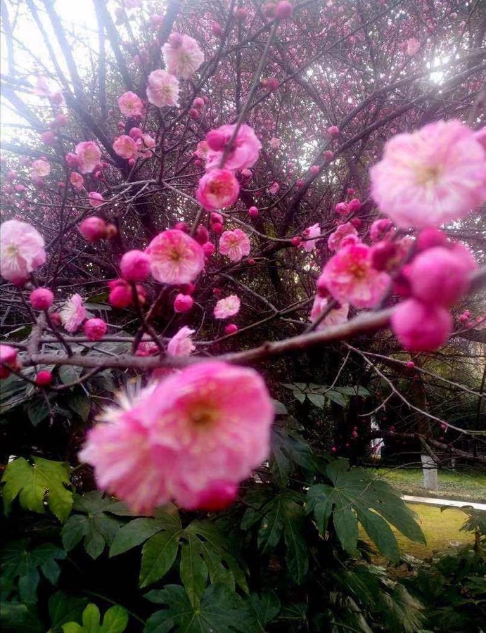 风景“这月”独好——庆祝1.1世界诗歌春晚文化日一周年华诞💐文：诗童江花【世界诗歌研究院】世界诗人名人展（10775）（图4）
