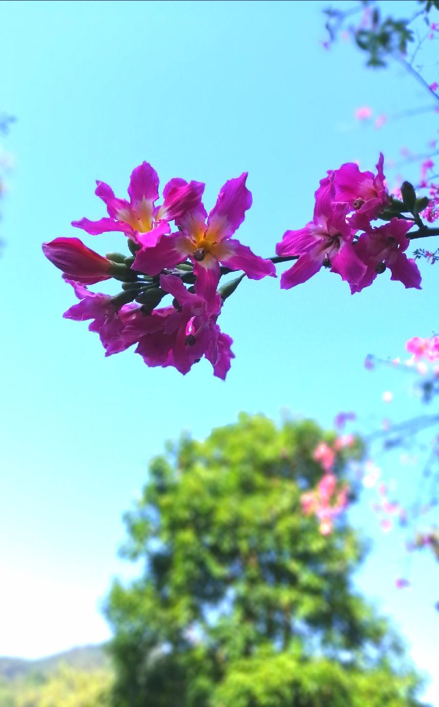 七绝 芳华（三首）文／江冲（图8）