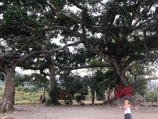 《寻觅东方·大榕树的想法—写给天安六体连榕》作者:石子‖主播:岁月静好【中国现代诗歌文化传媒】现代♬ 馨声（图4）