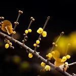 七绝·咏梅四首(文/冯清明)……莲叶之珠文学社(图5)