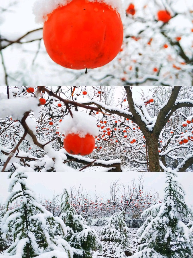 请欣赏三位金牌主播倾情诵读李振和老师的作品《七律•大雪隆冬润诗情》编辑/海纳百川【第7017期】（图7）