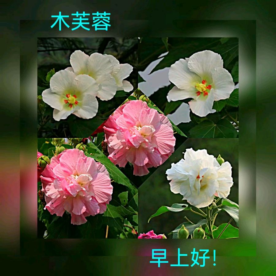 联机全球发布马洪武作品欣赏（图341）