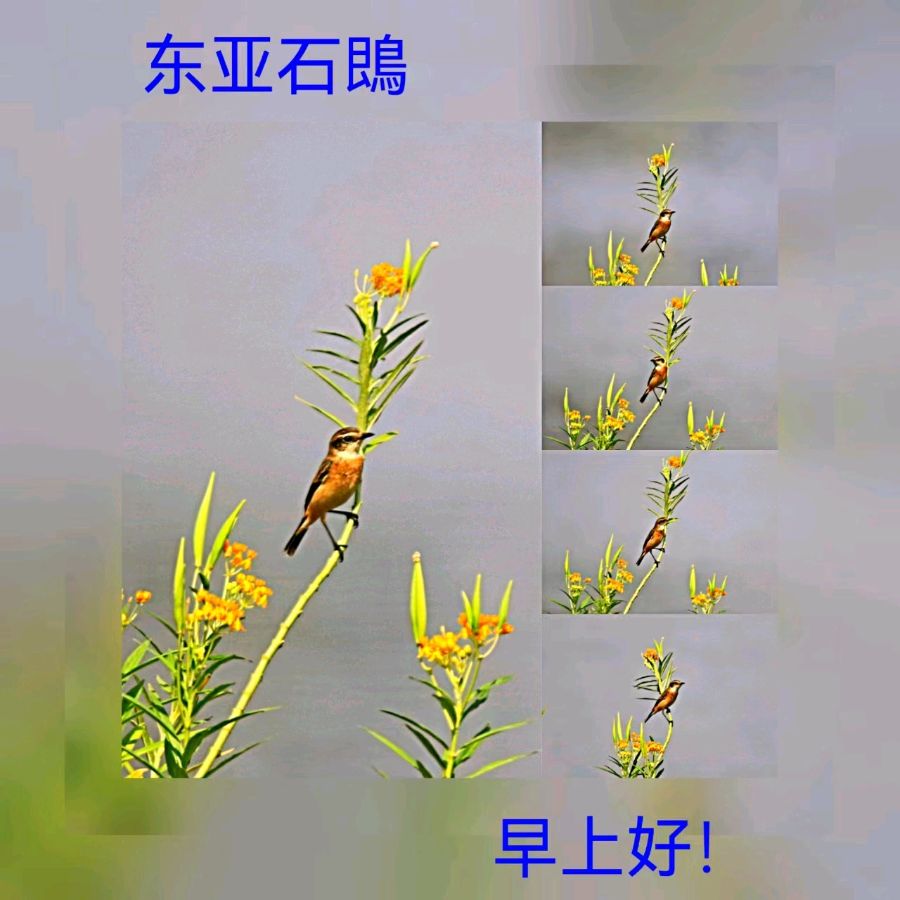 联机全球发布马洪武作品欣赏（图339）