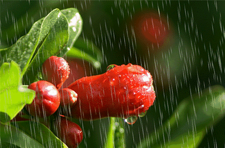 【海外诗译】精品双语朗诵《北方雪南方雨》作者|王文、英译|中权、审译&朗诵|薇薇(图4)