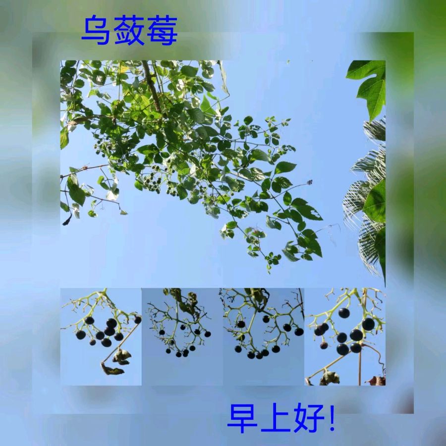 联机全球发布马洪武作品欣赏（图336）