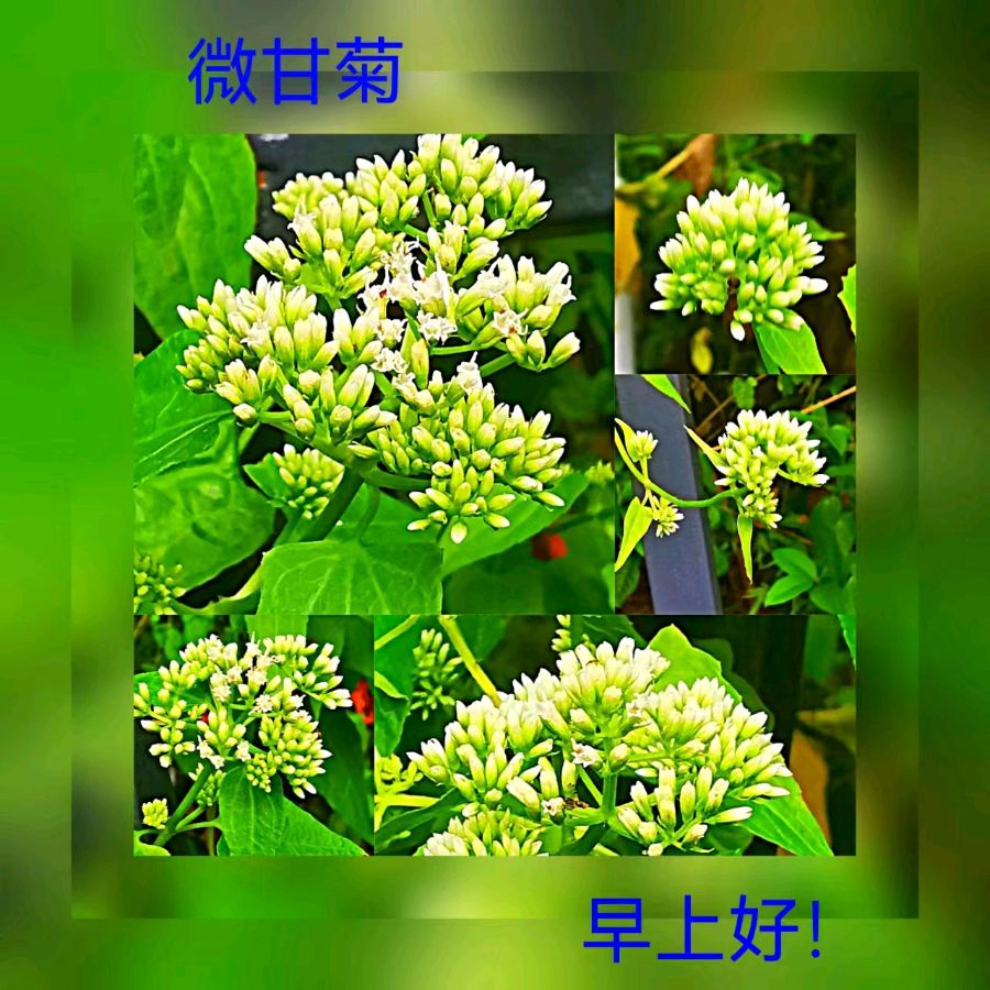 联机全球发布马洪武作品欣赏（图337）