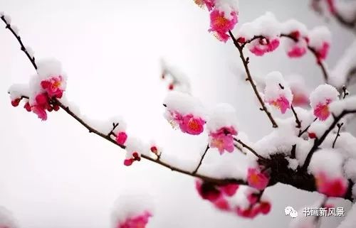 咏梅(新体诗)——作者:水云居士【今日诗坛】征稿——都市头条(图3)