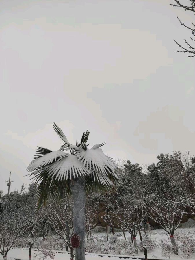 雪——作者: 海阔天空——【今日诗坛】征稿都市头条(图5)