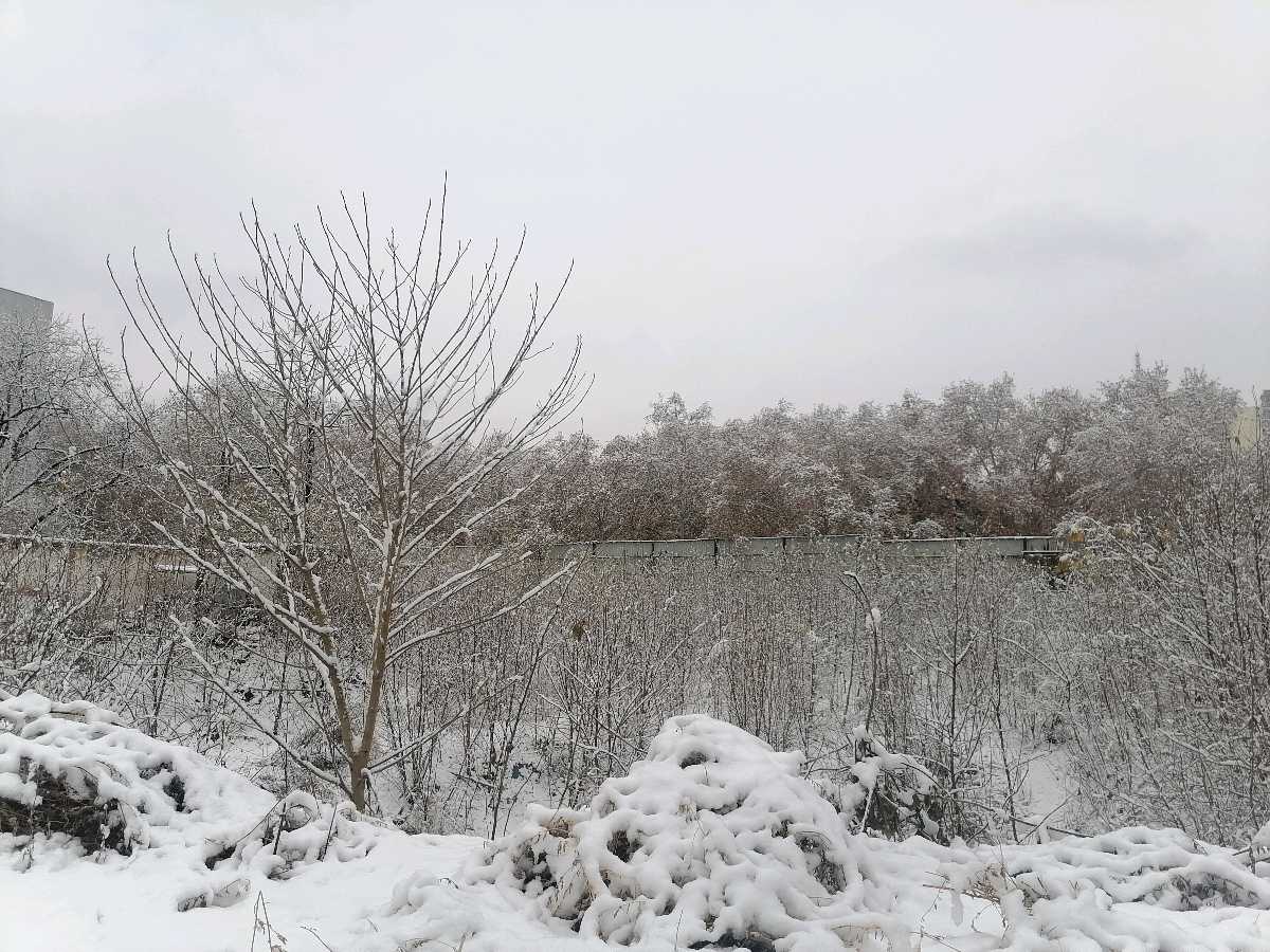 雪 终究落到了神都（图4）