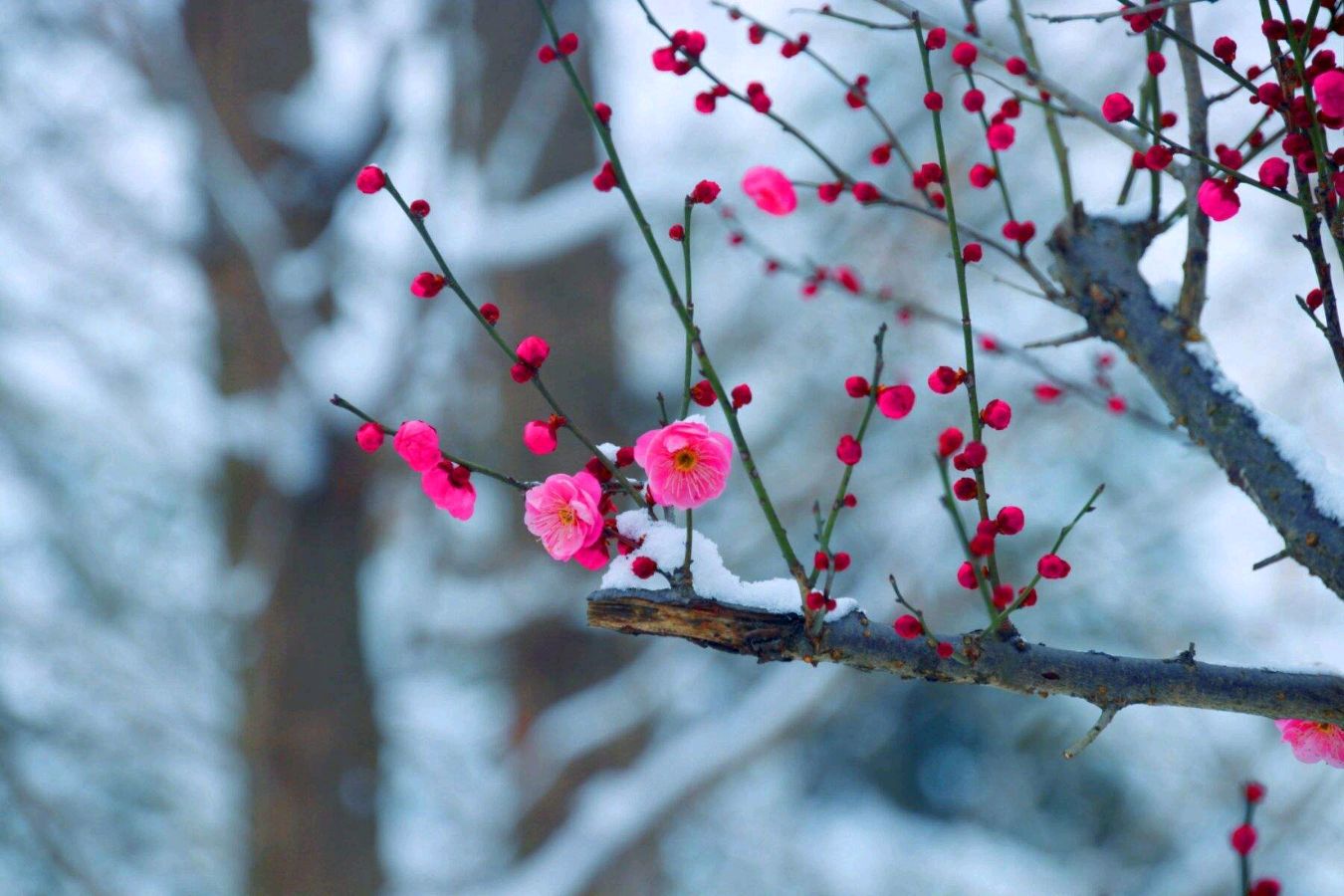 【明心文学】冬日情思 作者/韩得坤 主播/花之语（图3）