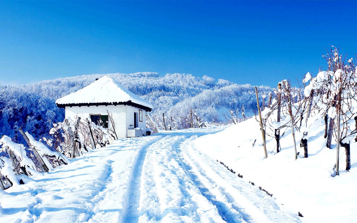 请欣赏金牌主播玉露倾情诵读罗洪标老师的《下雪了》编辑//海纳百川【第7055期】（图4）