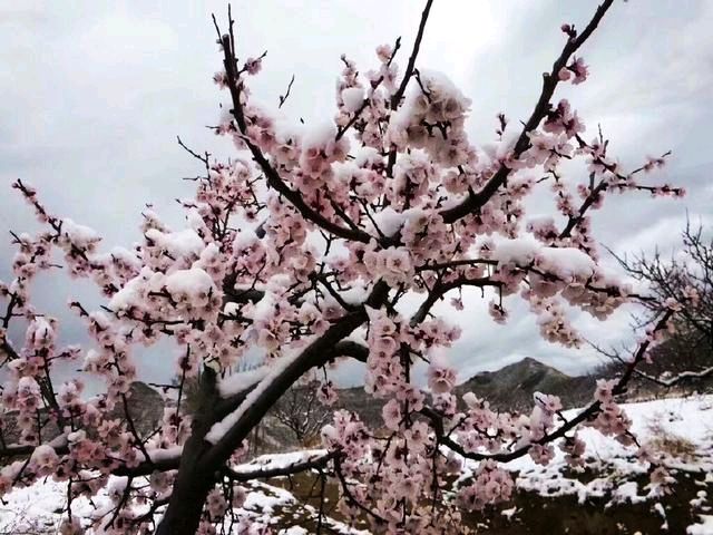 【茌山诗苑】山东平阴侯家赋‖赏花感怀（图3）