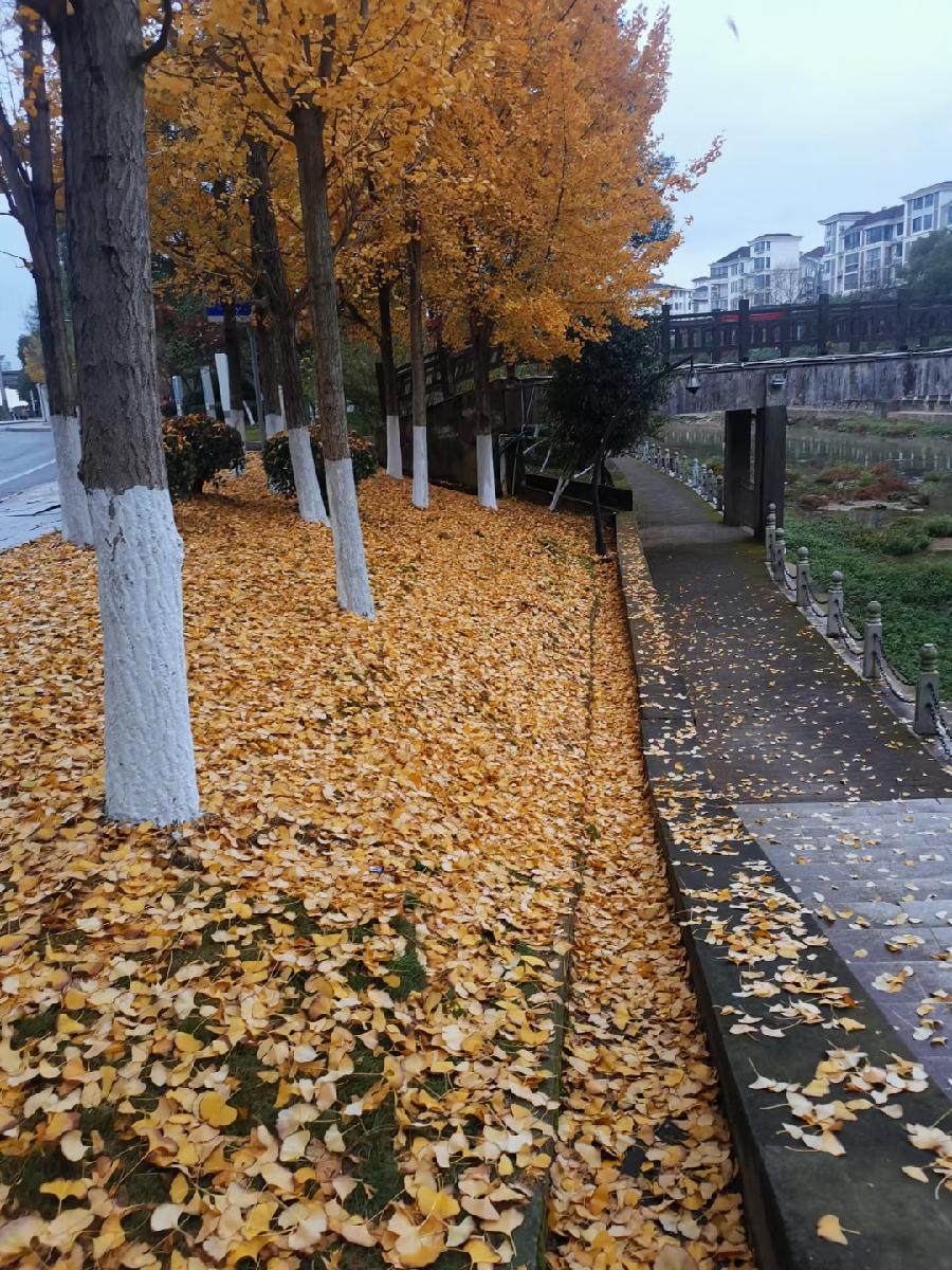 归乡道中（文/许碧霞）……莲叶之珠文学社（图3）
