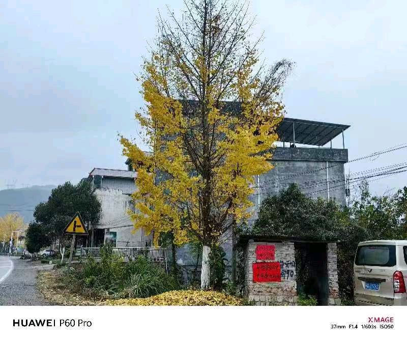 作者：李德弟《七律.湖南宁远侯坪古银杏树》7456期【新京都文艺】（图5）