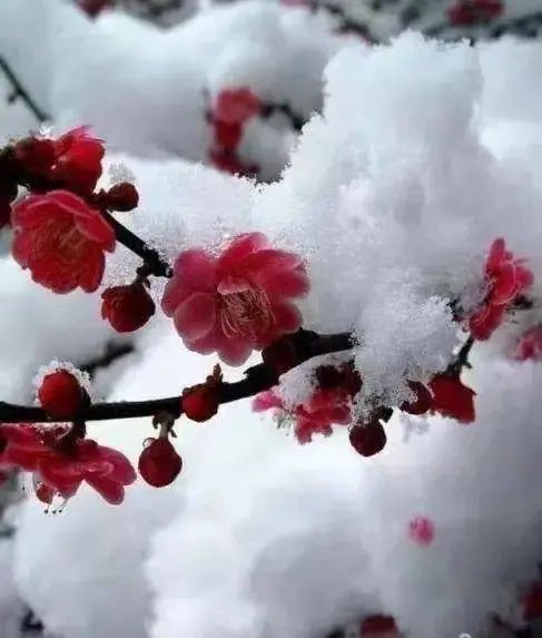 《七律 · 冬之梅韵》作者/吴云钦（图3）