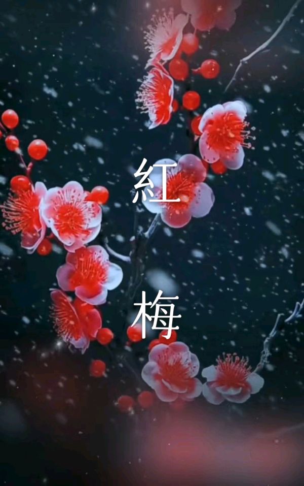 韩庚的《红梅》