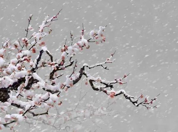 【中国长江文学社】《哦！雪国》作者 杨咏椿//主播 治新//编辑 岁月静好 第7067期（图3）