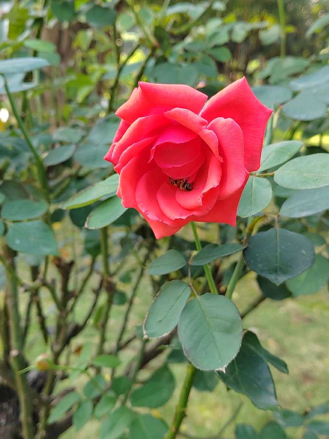 花艳蜂吻对联（图2）