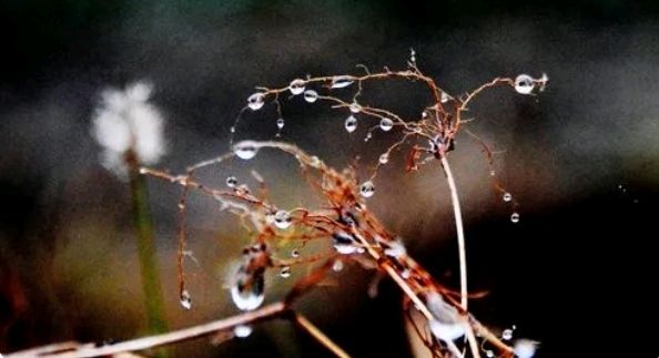 《冬雨》作者/张维清 诵读/馨声 编辑/五指山【花雨馨声】第533期（图6）