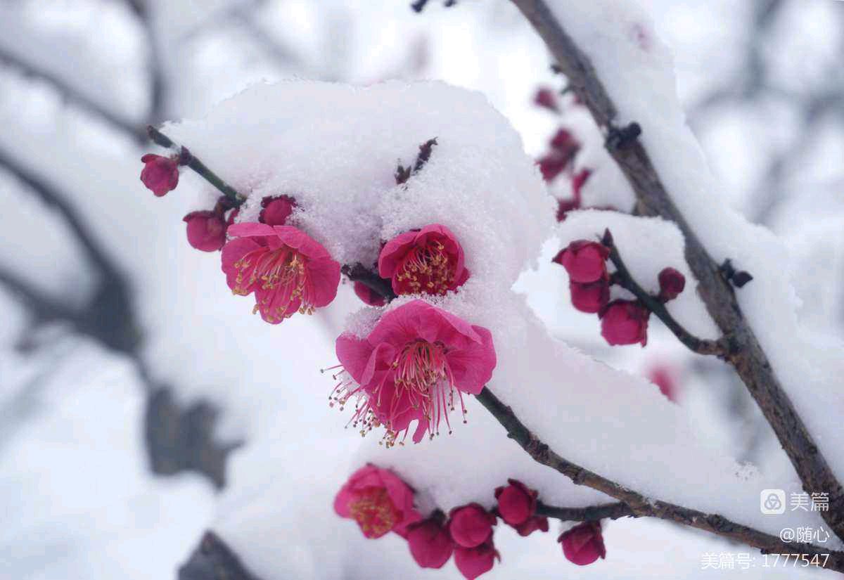 【上海头条】诗生活‖古韵飘香 095 期（图4）