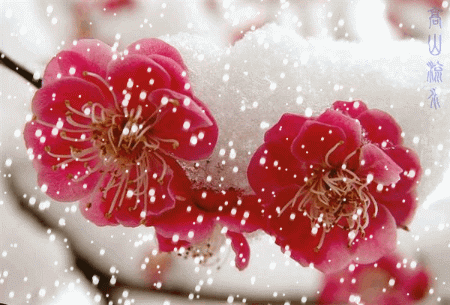 《傲雪》文/王俊杰(天津)（图3）