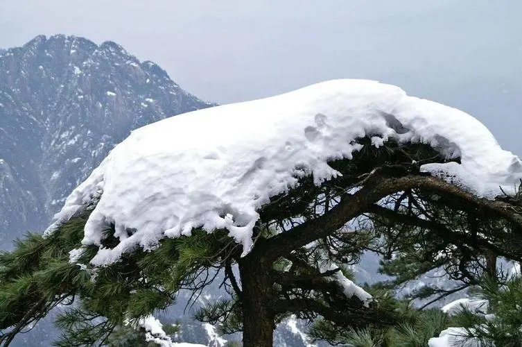 五律-咏青松（组合）诗||于兴庆（图13）