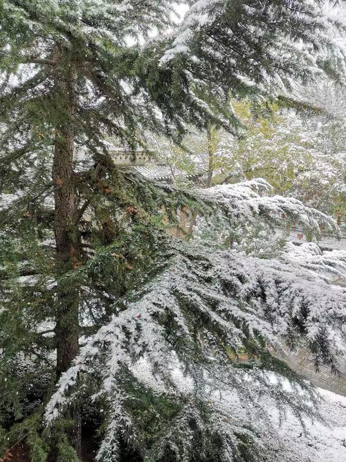 七绝·雪中望(文/冯清明)……莲叶之珠文学社