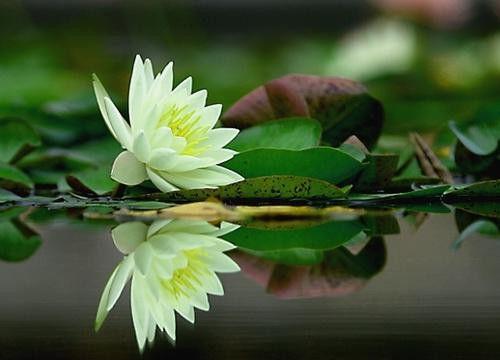 金子朗诵《金句》专集之九；收集：金华(李敬党)；编辑：开心快乐【运河之春】(第116期)（图7）