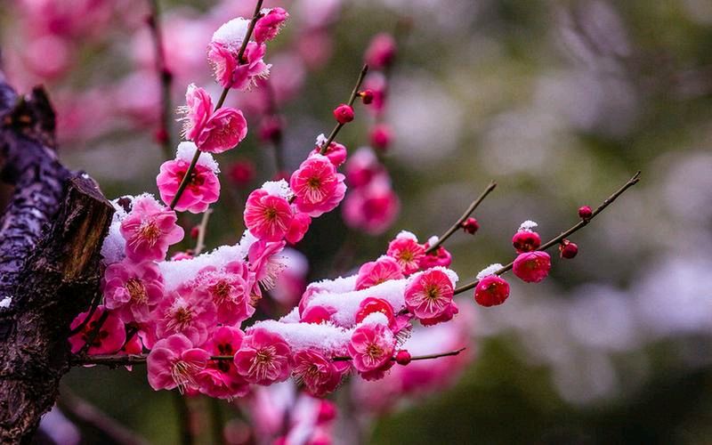 【重磅推出 军人风采】鲁坡//醉雪韵[外四首]（图3）