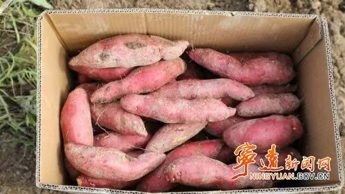 作者:李德弟《七律.湖南宁远红薯丰收采摘忙》7528期【新京都文艺】