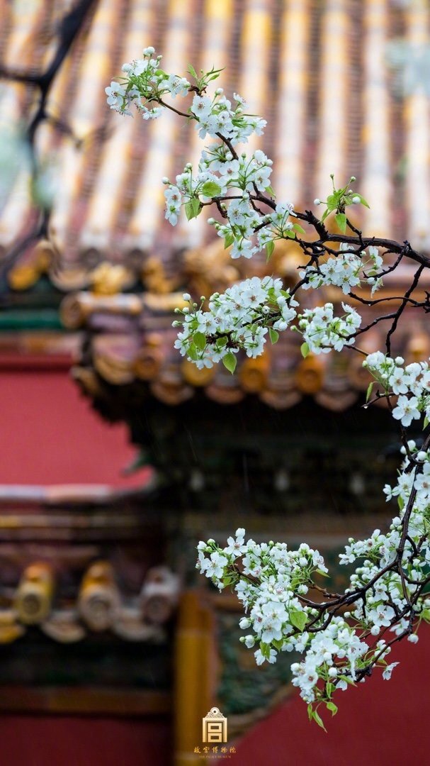 咏梨（图4）