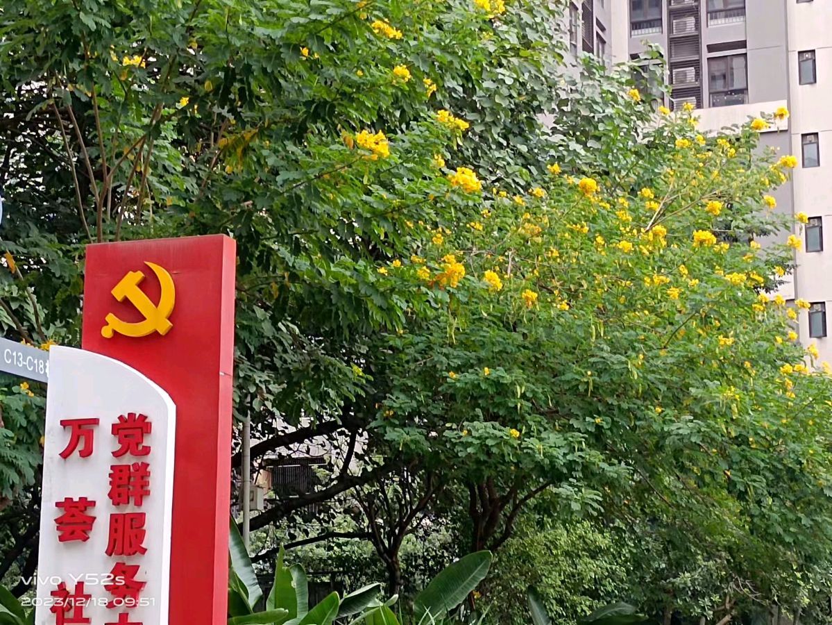 作者:曾培方《踏莎行 小区的初冬》7530期【新京都文艺】(图5)